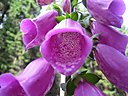 IMG_1331